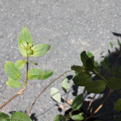 Fuchsia-excorticata.1-min