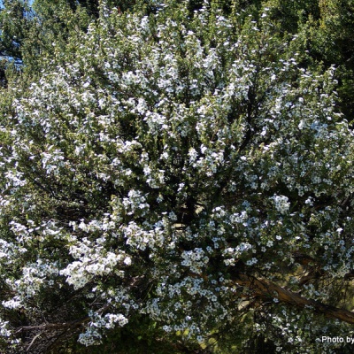 ManukaFlowers  Leptospermum scoparium -dec5