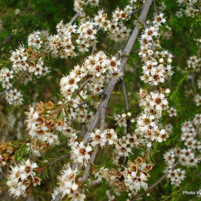 manuka  Leptospermum  scoparium-3