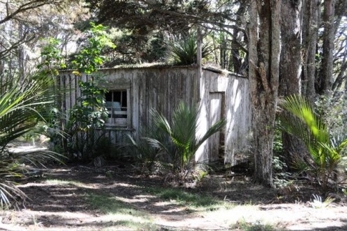 Old-shed-front-paddock