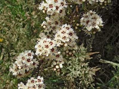 Kunzea Flower
