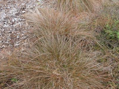 Carex tenuiculmis  Red-leaved Sedge-001