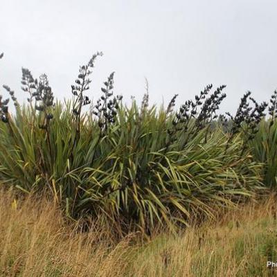 Phormium tenax    Harakeke  New Zealand flax-001