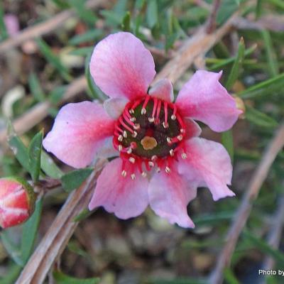 1-Leptospermum Pink Cascade-001