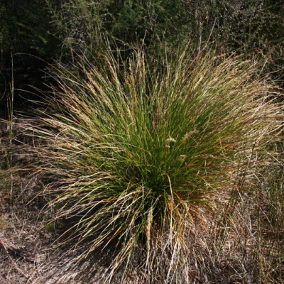 Carex Virgata