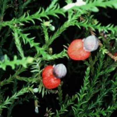 Dacrycarpus Berries