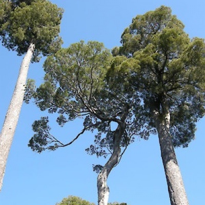 Dacrycarpus Dacridioides
