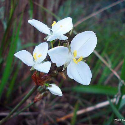 Libertia grandiflora  NZ Iris-3