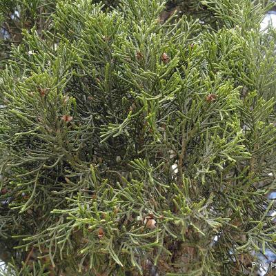 Libocedrus bidwillii  Native Cedar  Pahautea-007
