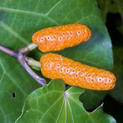 Macropiper Fruit