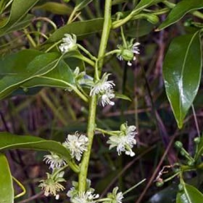 Passiflora Tetandra
