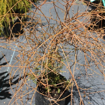 Prumnopitys-taxifolia1-min
