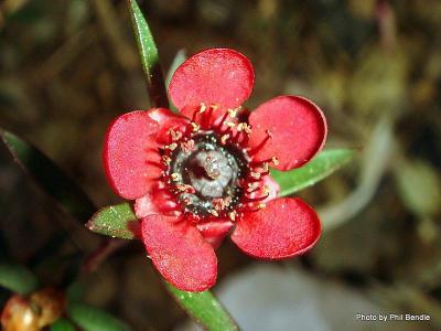 Leptospermum Red Ensign