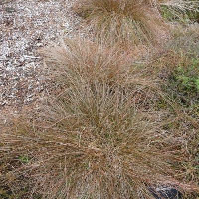Carex tenuiculmis  Red-leaved Sedge-001